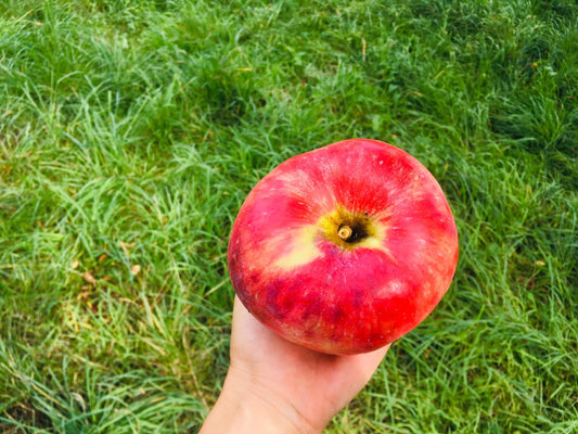 Was unseren Cidre besonders macht