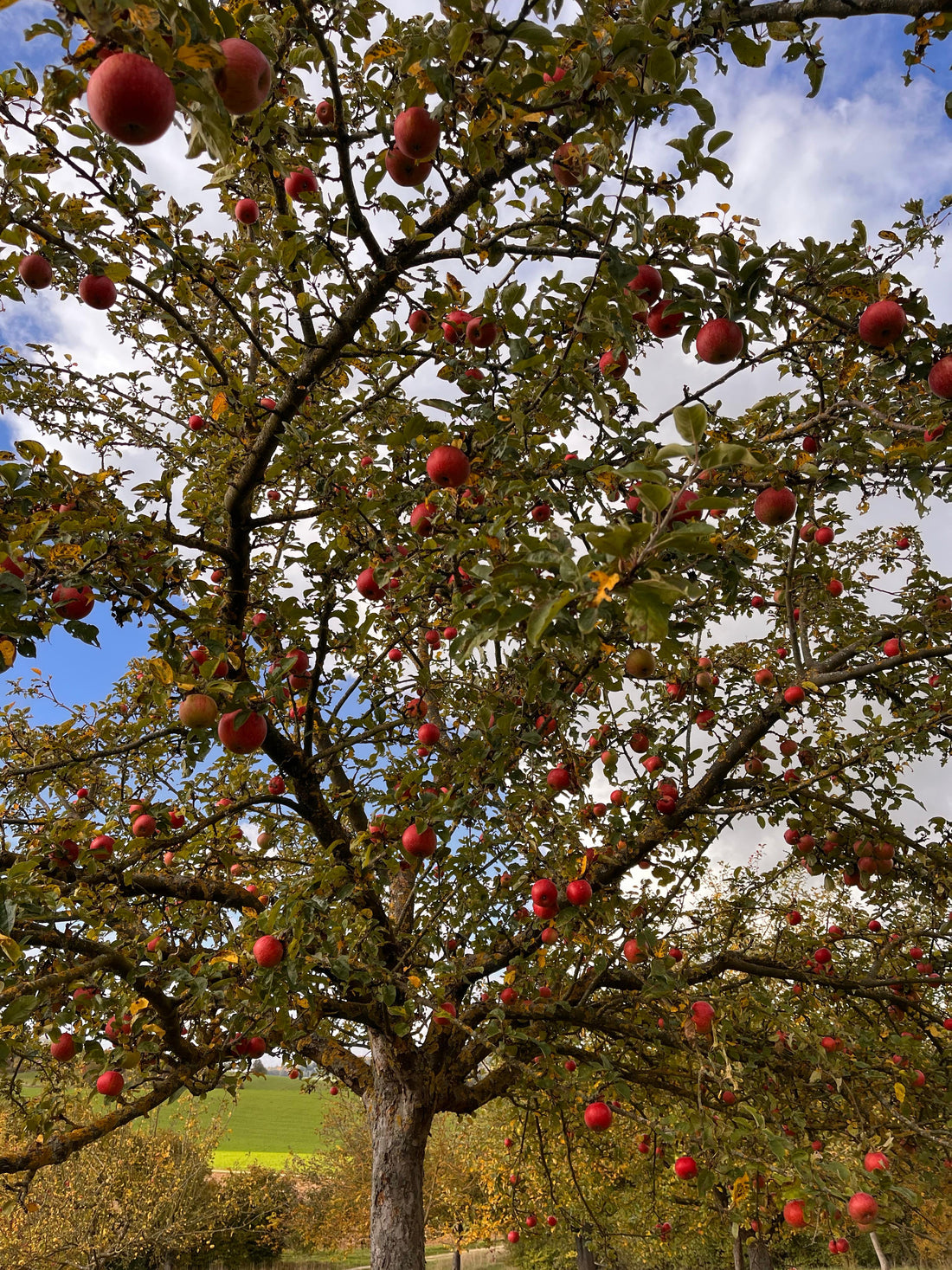 Bio Apfelbaum auf Streuobstwiese