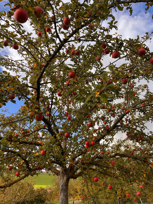 Bio Apfelbaum auf Streuobstwiese