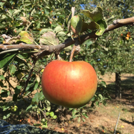 Demeter Bio Apfel auf Streuobstwiese für Demeter Bio Cidre